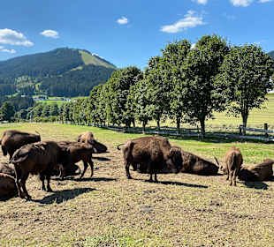 Wandern Ramsau am Dachstein