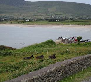 Küste Dingle Bay