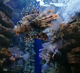 Cretaquarium Thalassocosmos
