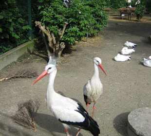 Störche im Park L´Orangerie