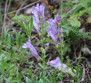 ....Farbtupfer der Natur!