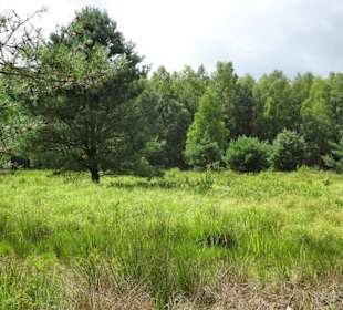 Im Moor am Großen Bullensee
