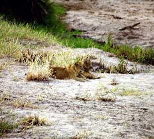 Tarangire Nationalpark