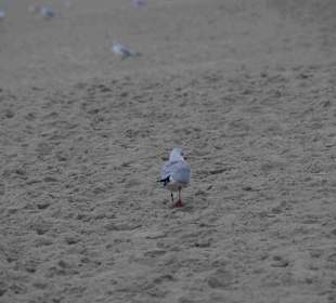 Strand Kolberg/Kolobrzeg