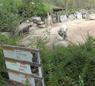 Afrikabereich - Breitmaulnashorn