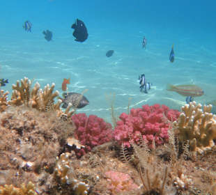 Schnorcheln Abu Soma