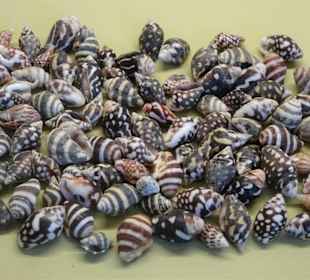 Rundgang durch das Muschelmuseum Wremen