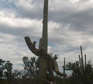 Cactus