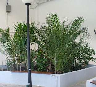 Pijalnia Wód - Palmiarnia