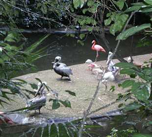 Vogelpark in Playacar