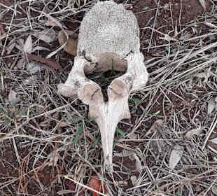 Reste einer Mahlzeit