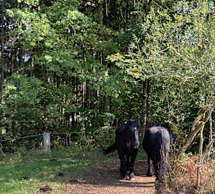 Wandern Drachselsried