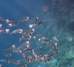 Schnorcheln Marsa Alam