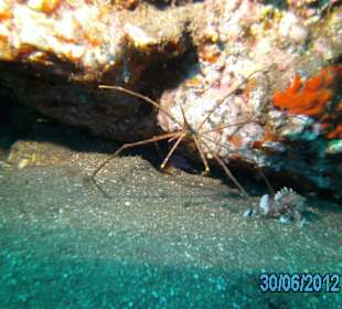 Tauchen am Hausriff- Krebse