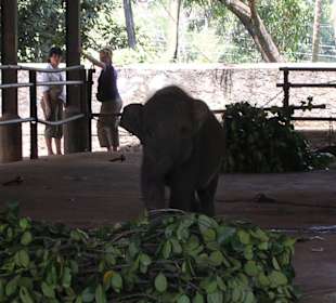 Elefantenwaisenhaus