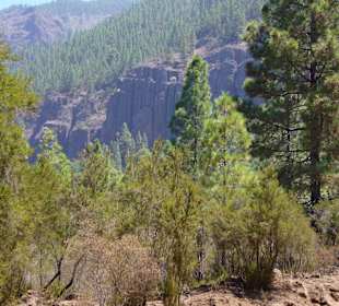 Los Organos, doe Orgelpfeifen