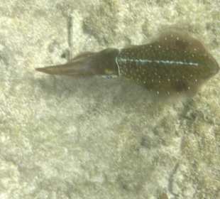 Unter Wasser am Hausriff