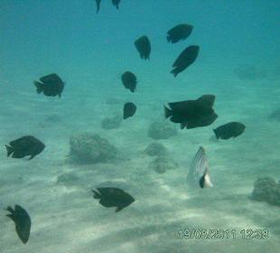 Viele Fische im Meer