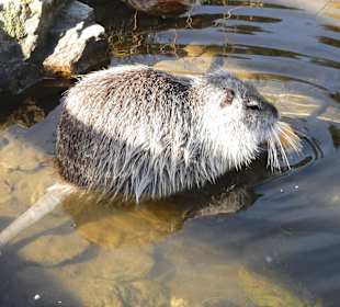 Nutria