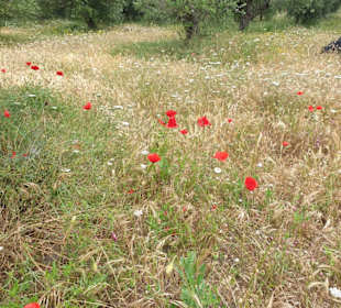Wilde Blumen am Rande des Strandes