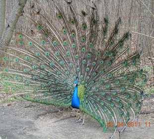 Pfau