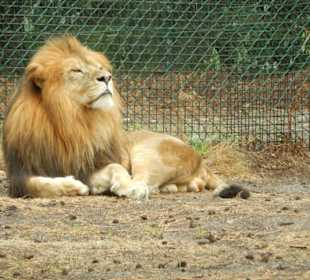 Durchfahrt Serengetipark