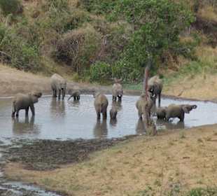 Rhino Valley Lodge: Elefanten am Wasserloch