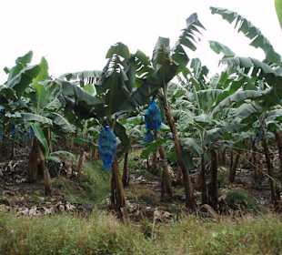 Bananowce w Tortuguero