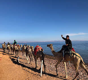 Kamelreiten Dahab