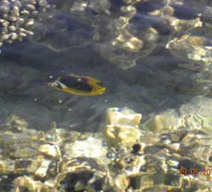 Fische am Hausriff