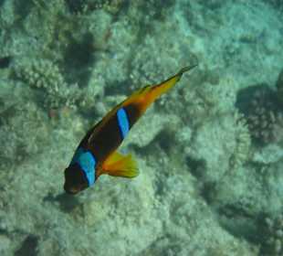 Hausriff Hotel Coral Sun Beach