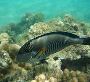 Hausriff Beach Albatros Resort