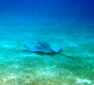 Manta 