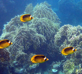 Tabakfalterfische