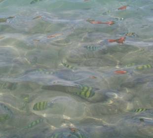 Fische