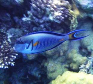 Unterwasserfoto im Hoteleigenem Hausriff