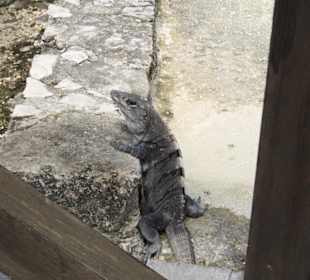 Leguan freilaufend