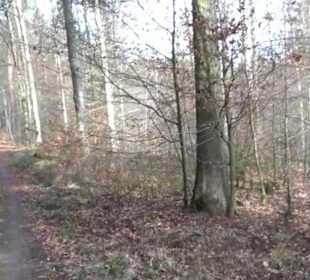 Rundwanderung durch den Rauhen Rammert Hemmendorf