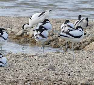 Naturpark S'Albufera