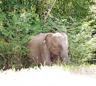 Wilde Elefanten auf dem Weg nach Polonnaruwa