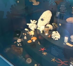 Museum für Naturkunde