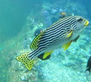 Samoa - Untwasserwelt