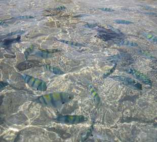 Unterwasserwelt direkt am Sandstrand