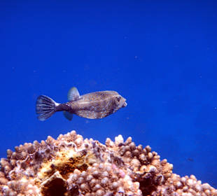 Kofferfisch