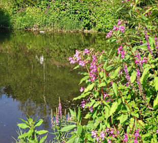 Impressionen vom Landesgartenschau-Park