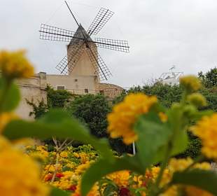 Altstadt Palma de Mallorca