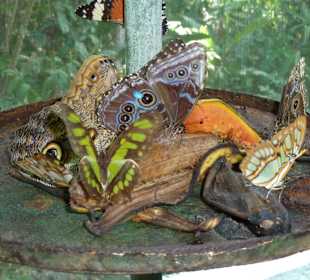 Im Schmetterlingshaus