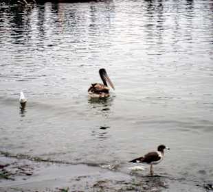 Pelicanos
