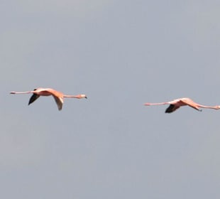 Flamingos in der Lagune von Celestun