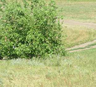 Krajobrazy w trakcie safari